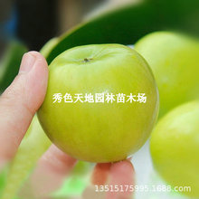 苹果枣树苗嫁接大青枣苗南北方种植当年结果盆栽地栽嫁接果树果苗