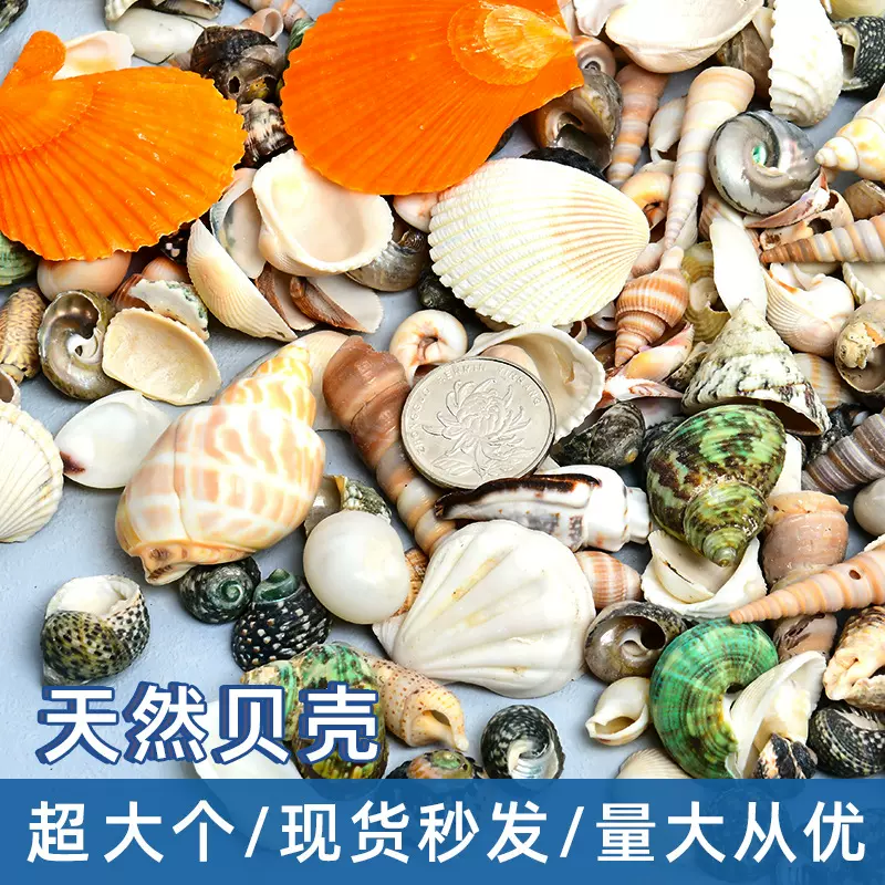 天然贝壳海螺海星鱼缸造景手工diy材料大扇贝批发风铃装饰工艺品