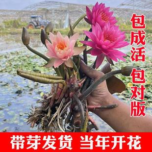 Water Lily Hydroponic Plant with Buds, Root Blocks and Flower Buds, Four-Season Water Culture Lotus, Water Lotus Potted Flower Pond Fish Tank