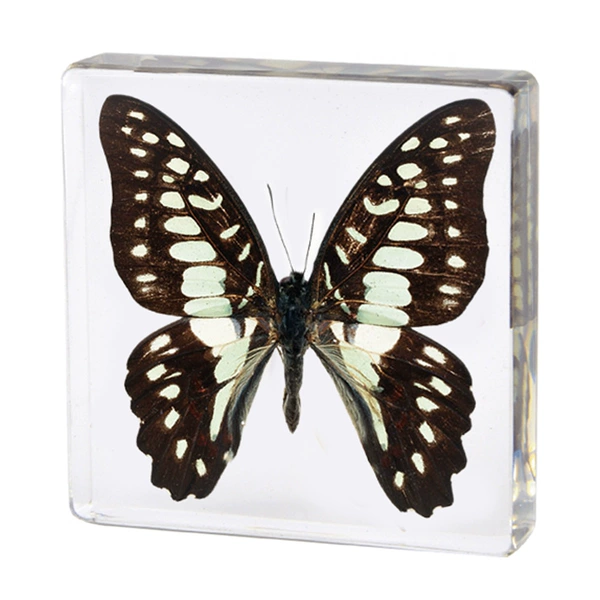 7.5 Fang Shuzhen's scabby blue swallowtail butterfly