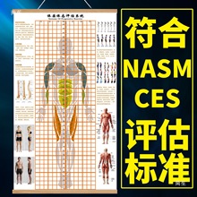 体态图馆身体挂式瑜伽私教网格健身房脊椎图体测表评估其他风室外