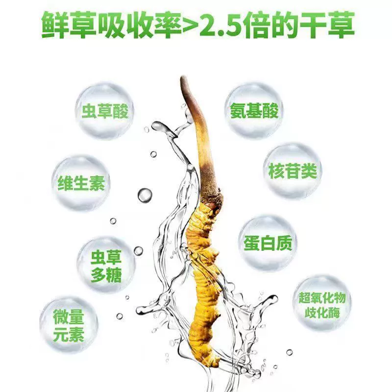 2025 Fresh Cordyceps sinensis genuine Cordyceps sinensis Kacha Nagqu, Tibet High Altitude Fresh Cordyceps tonic