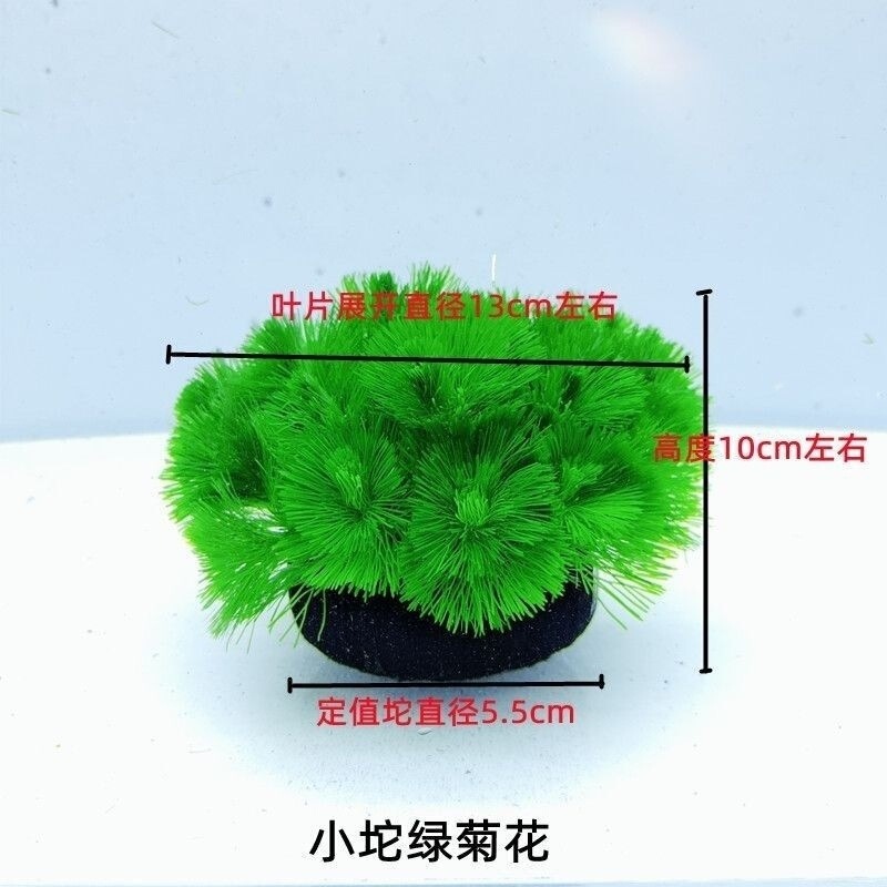 绿菊坨草增氧球形水草一整套斗鱼鱼缸造景无需底砂净化水质|undefined