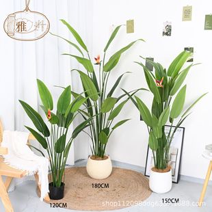 WLͷGֲ˽BֲԾGɫֲb