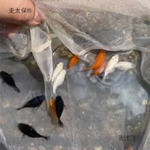 �������~ ̥���~ Ƥ���~ �Ꭷ�~ ���ֺ��B�~ �����~���]����̫��