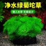 增氧球形羽毛底砂绿菊
