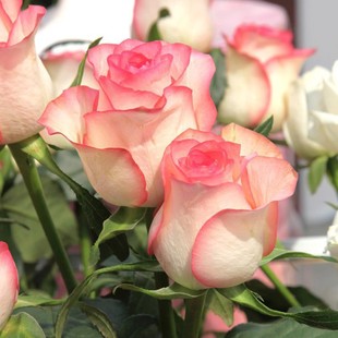 Dropshipping Princess Elsa Pink Rose Seedling Potted Balcony Courtyard Extra Large Flower Fragrant Four-Season Flower