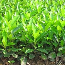 批发法国冬青种子冬青种子冬青卫矛种子红果冬青冬青树种子