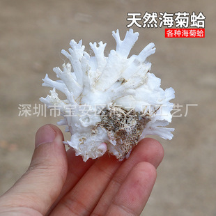 Sea chrysanthemum clam natural white conch shell collection specimen decoration fish tank aquarium decoration chrysanthemum partial mouth clam wholesale