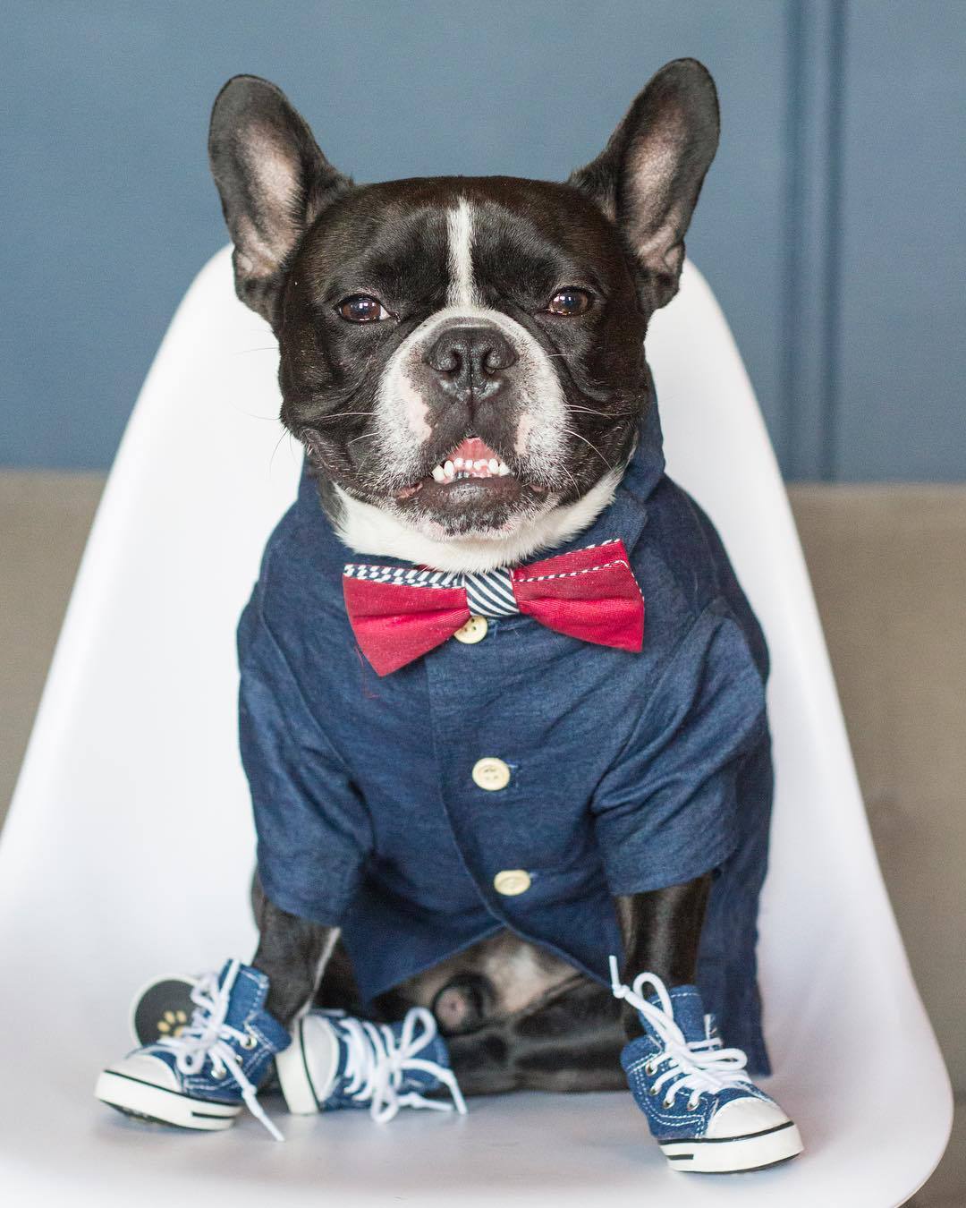 hawaiian shirt for dog