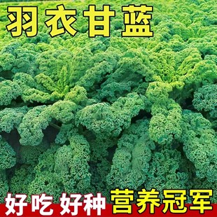 Kale Seeds Seedlings Edible Autumn and Winter Purple Vegetable Seeds Four-Season Potted Vegetable Seedlings Winter