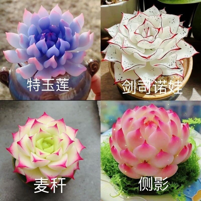 Queen of Purifying Air Indoor Potted Plant Special Jade Lotus Succulent Set Peach Nova Silhouette Wheat Straw Desktop Sword Queen of Purifying Air Indoor Potted Plant Special Jade Lotus Succulent Set Peach Nova Silhouette Wheat Straw Desktop Sword