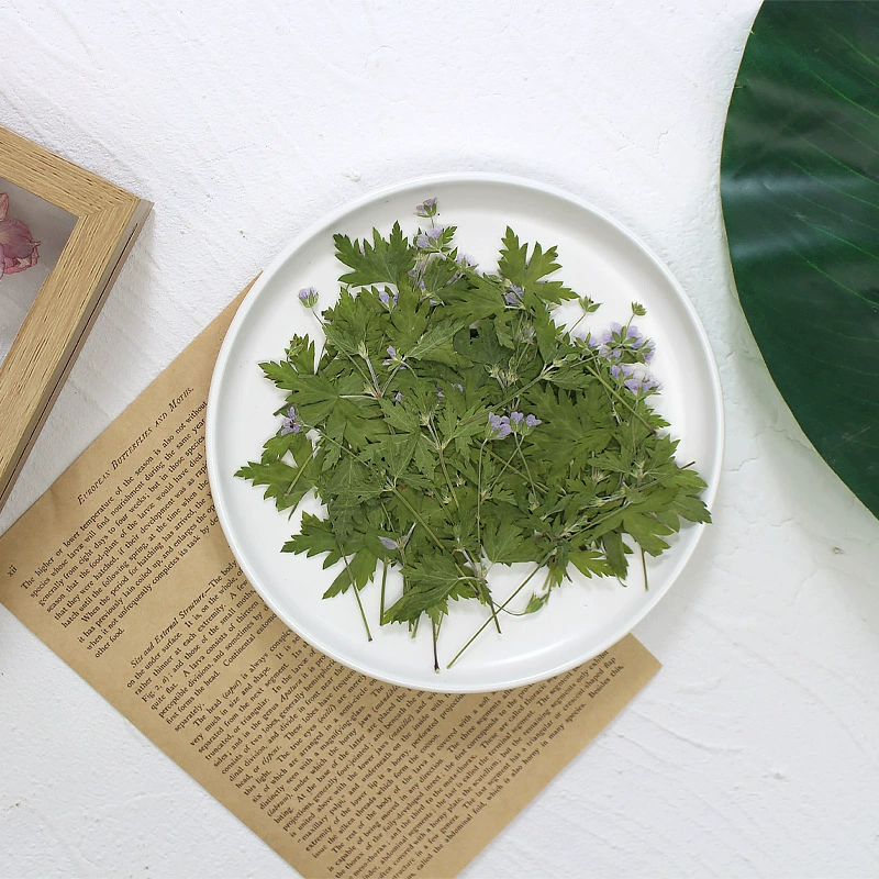 Фея трава сушеное тиснение растения настоящие листья декоративная роспись клей чехол для мобильного телефона ручной работы рамка для закладок ногтей