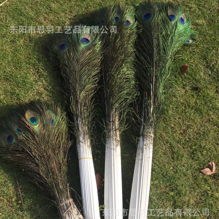Factory Direct Sales of Natural Peacock Feathers DIY Feather Jewelry Can Be Customized for Home Flower Arrangement Stage Costume Feathers