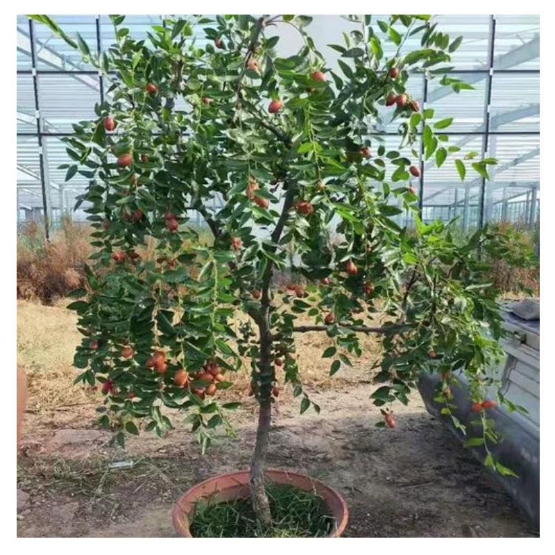 Мармелад саженцы деревьев зима мармелад балкон горшечные полевые посадки прививка саженцев плодовых деревьев посадка на юге и севере года просмотр фруктов во дворе