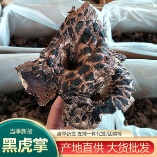 �ڻ��ƾ���؛���l����خa�ڻ��Ʈa�����lʳ�úڻ��ƾ�