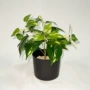 植物仿生仿真阻燃绿植