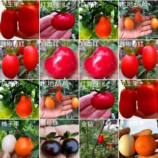 老樁盆栽盆景有掛果老鴨盆景樹苗可嫁接枝條金彈子柿子樹觀果帶果