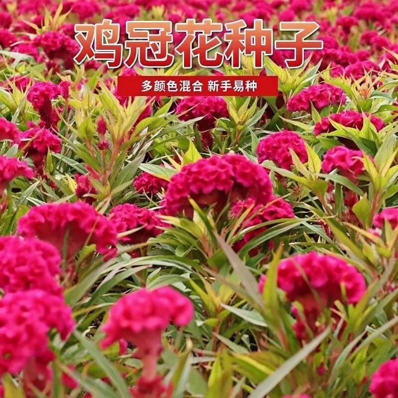 混色鸡冠花种籽七彩凤尾鸡冠花冠状花种室外耐旱四季盆栽花卉庭Z