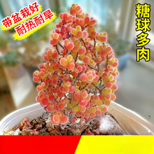 ����֦�ɷ��Ӷ���ֲ�ﻨ��С����ϡ��Ʒ�N���F�Gֲ���B��