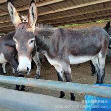 小毛驴德州驴一头 肉驴养殖场推荐 养殖改良肉驴苗品种行情