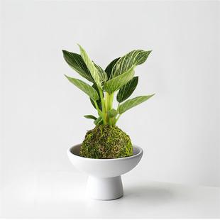 ̦�\��ֲ���K���ˮ�B�Gֲ�k���������ļ��������ԃ����՚���B��