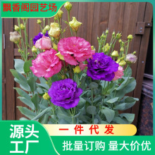 һl۹NļN_B҃⻨^pܻ