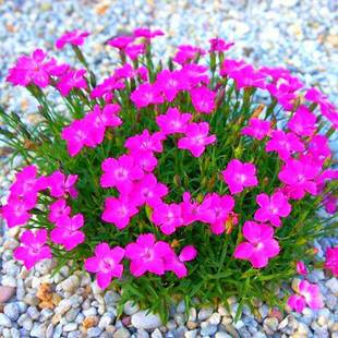 Новичок Легко сеять семена Dianthus Многолетние морозостойкие и засухоустойчивые семена цветов Сад Горшечное растение Балкон Четыре Сезонных Семена Цветов