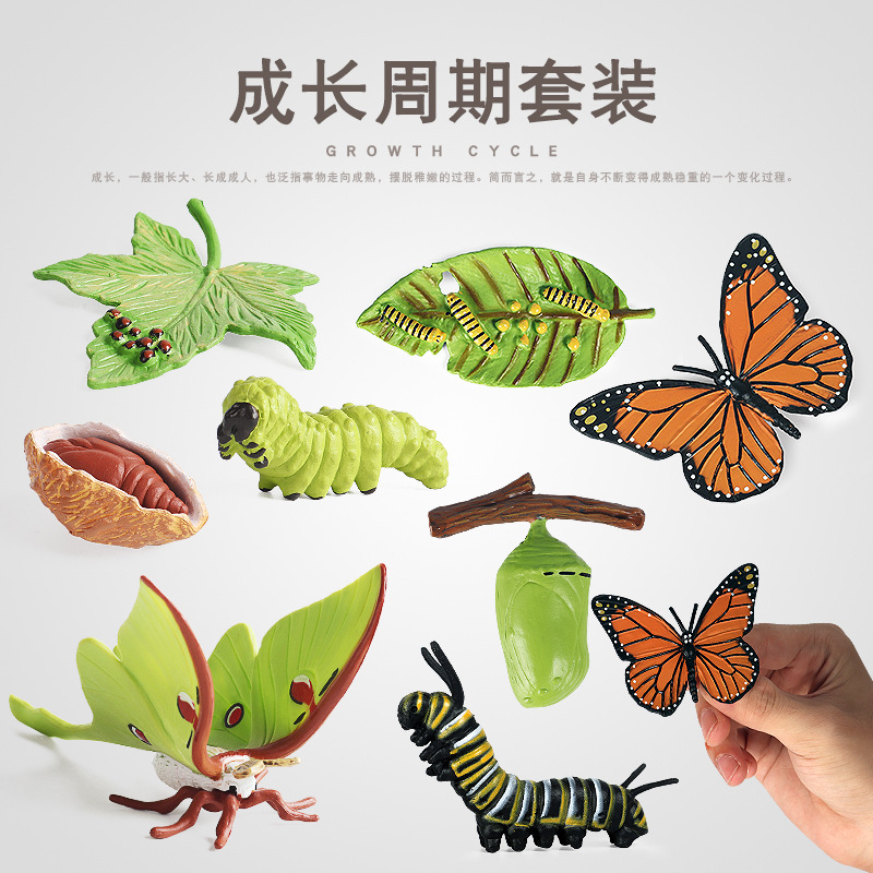 跨境仿真實心昆蟲動物生長周期模型月神蛾蝴蝶成長周期玩具套裝