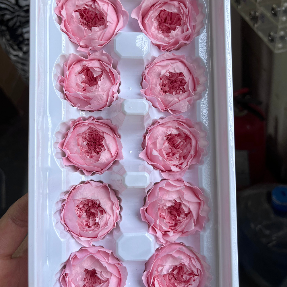 Grado A 3 - 4cm polvo dulce 10 flores / caja