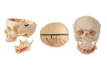 成人头颅骨附神经模型，pvc材料，人体骨骼解剖模型