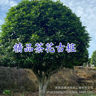 �軨�Ř����軨��ʲ軨�t������^�p�軨��ͥԺ�ԵĲ軨�����