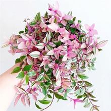 �ͮ���Y���m ��Y���m�\ ��¶���\  �M���҃ȾGֲ����