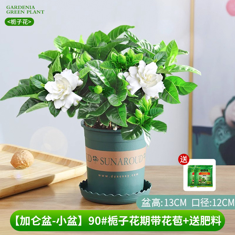 [Bacia de galão-bacia pequena] 90 # Período de floração da gardênia com botões + fertilizante grátis
