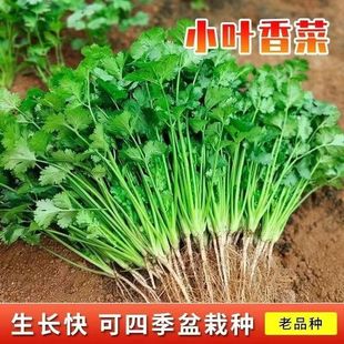 �r��С�~��˷N����Ʒ�N������С������ļ��׷N�̨�����߲˷N��