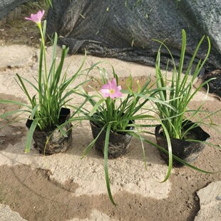 2411B Base Wholesale Green Plants and Florals Small Bag Seedlings Orchid Orchid Red Flower Onion Orchid; Leek Orchid