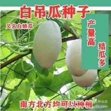 白吊瓜种子特大白吊瓜白皮南瓜种子庭院爬藤食用蔬菜种子做馅籽