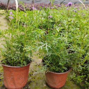 ���~��Ů�� ����ɫ÷ 䁵��R�޲� 䁵��\ �ļ����� ���˙� �G����