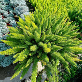 狐尾天门冬盆栽植物庭院花园柜台绿植四季常绿除甲醛观叶花镜花苗