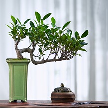 �մɴ��ձ���ʯ�����ķ���Ͳ���¸��h֦�����m�����ӾGֲ��