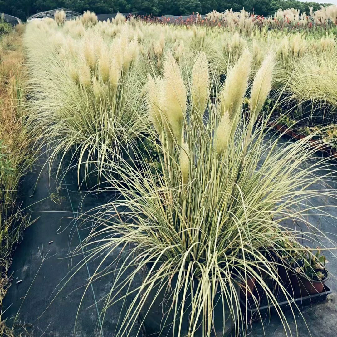 2208 база оптовая поставка цветочных листьев карликовых тростников