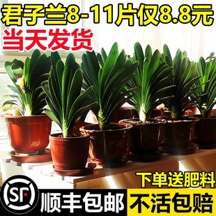 �ļ������m���Ԏ�����С�绨��ˮ����B�����ȫֲ���҃��׻�Gֲ