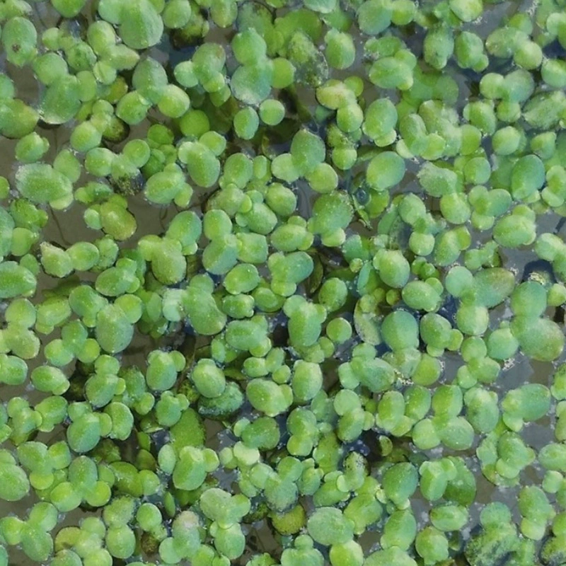 Производители поставляют ряску воды ряска поверхности воды ряска завод ряска Qingping Tianping