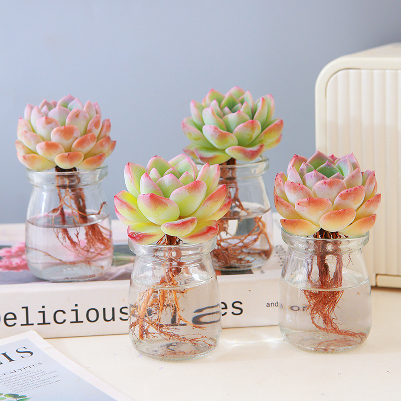 多肉水培盆栽小型新手水养桌摆萌肉办公室工位好养泡芙多肉组合