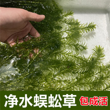 净水蜈蚣草植物绿菊淡水养龟鱼缸造景水草水葫芦浮萍植物净化水质