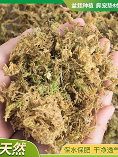 Dry Moss, Sphagnum Moss, Orchid, Butterfly Orchid, Dendrobium Planting, Special Nutritious Soil, Turtle Bedding Material for Growing Fresh Flowers