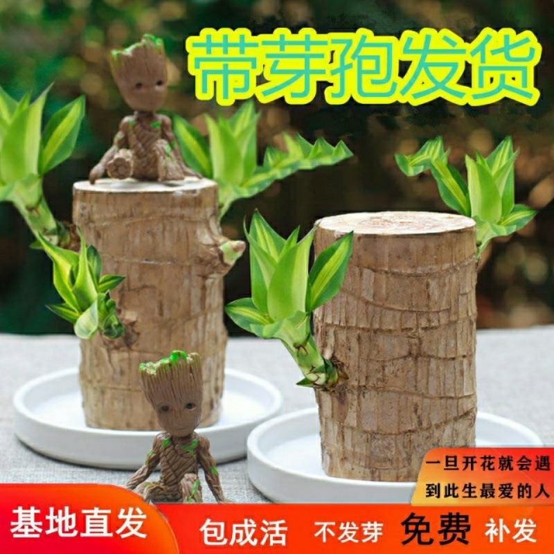 巴西木水养幸运木格鲁特树人带芽发货懒人绿植办公室内桌面小盆栽