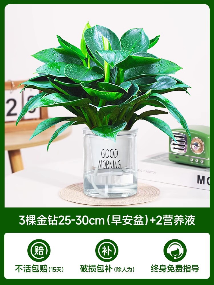 골든 다이아몬드 3개(굿모닝 냄비) + 영양액 2개