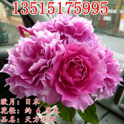 天方夜谭月季花苗 多季勤花植物 阳台灌木浓香玫瑰花卉丰花欧月苗