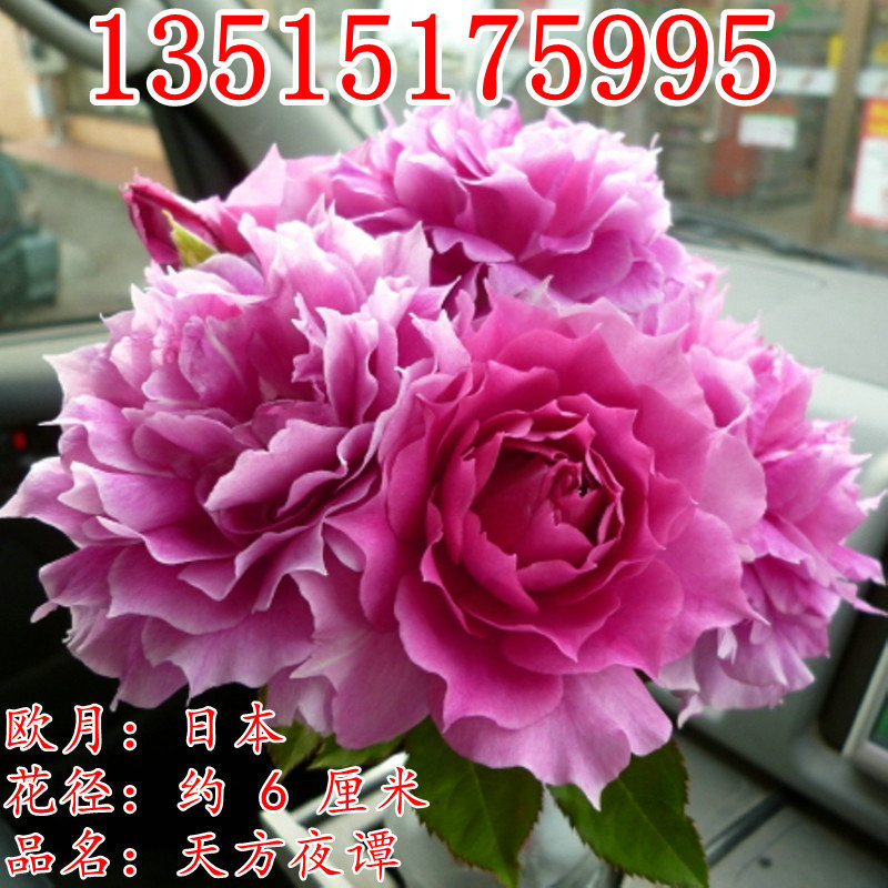 天方夜谭月季花苗 多季勤花植物 阳台灌木浓香玫瑰花卉丰花欧月苗